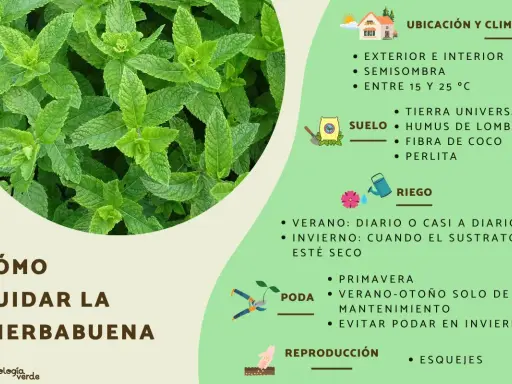 Guía visual para el cuidado de la hierbabuena: ubicación, suelo, riego, poda y reproducción.