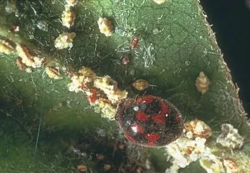 Mariquita sobre hoja con cochinillas. Un remedio para plantas pegajosas es usar depredadores naturales como esta mariquita.