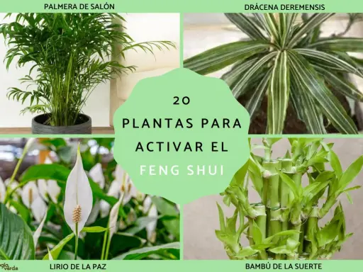 Palmera de salón, drácena, lirio de la paz y bambú de la suerte: 20 plantas para activar el feng shui y atraer energía positiva.