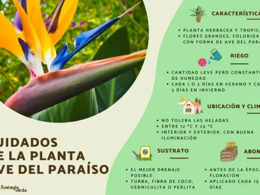 Cuidados de la planta ave del paraíso: riego constante, ubicación soleada, sustrato drenante y abono.