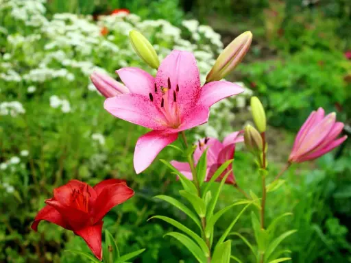 Un vibrante jardín con una flor lirio rosa en primer plano, salpicada de puntos oscuros. A su lado, un lirio rojo y capullos verdes.