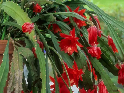 Planta de pluma de Santa Teresa en maceta, con flores rojas vibrantes. Cuidados para su exuberante crecimiento.