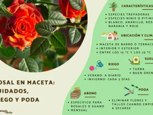 Guía visual sobre como cuidar una rosa en maceta: riego, abono y poda. Incluye consejos sobre ubicación y suelo.