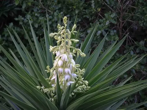 Planta yuca con racimo de flores blancas y hojas verdes puntiagudas.