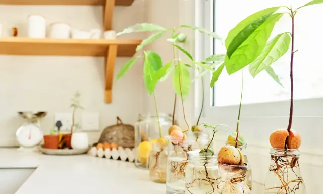 Semillas de aguacate en frascos con agua, mostrando raíces y brotes verdes. Un proyecto para plantar aguacate en casa.