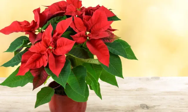 Flor de pascua roja y verde vibrante en maceta, sobre mesa de madera. ¿Cómo hacer que se ponga roja?