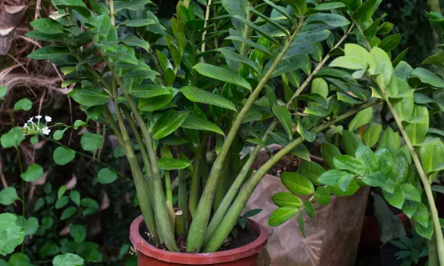 Planta de zamioculca exterior en maceta terracota, con hojas verdes brillantes y tallos gruesos. Al fondo, otras plantas y texturas naturales.