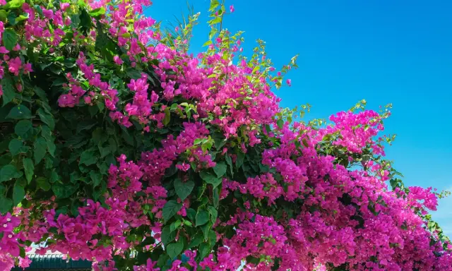 Enredaderas para pérgolas, con vibrantes flores fucsias y hojas verdes, cubren una estructura contra un cielo azul brillante.