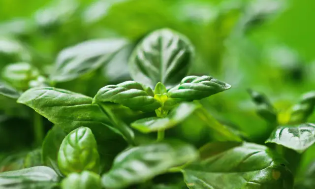 Primer plano de hojas verdes vibrantes de una planta aromática, con un enfoque suave que resalta su frescura y textura.