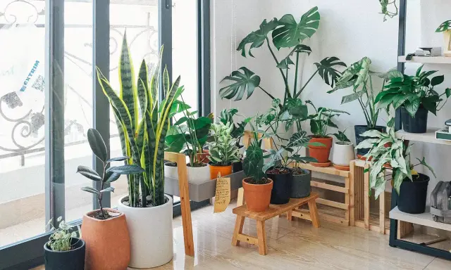Un rincón acogedor con varias plantas de interior poca luz, como sansevieria y monstera, adornan el espacio junto a una ventana.