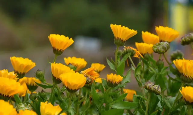 Un campo de alegres flores de temporada junio, de vibrante color amarillo, se mecen suavemente con la brisa.