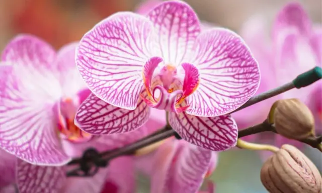 Orquídeas rosadas con rayas púrpuras, perfectas para saber donde colocar una orquídea y embellecer tu hogar.