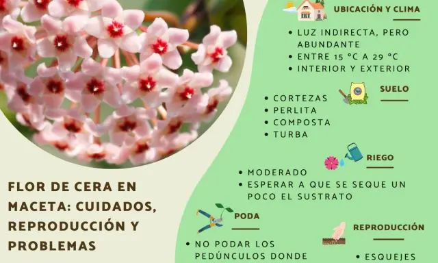 Racimo de flores de hoya carnosa, con consejos de cuidado, riego y reproducción.