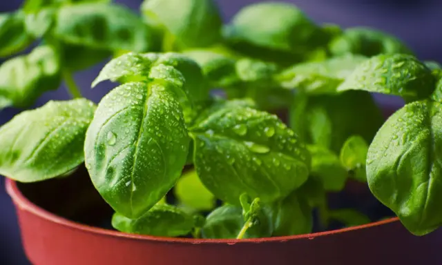 Plantas aromáticas en maceta, con hojas verdes y gotas de agua, listas para un jardín fresco.
