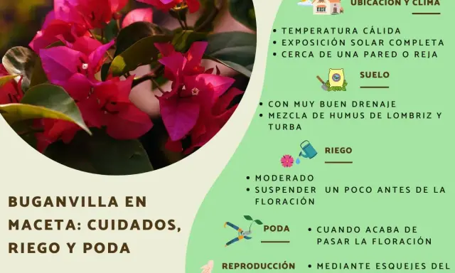Buganvilla en maceta: cuidados, riego y poda. Consejos para su ubicación, suelo, riego, poda y reproducción.