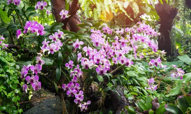 Ramos de orquídeas de exterior, con flores rosadas y moradas, cuelgan de un tronco cubierto de musgo y rodeado de exuberante vegetación.
