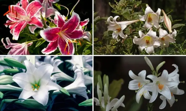 Cuatro imágenes de azucena planta: dos con flores rosadas y blancas, y dos con flores blancas.
