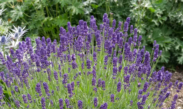 Un exuberante lavanda jardin con espigas moradas vibrantes y follaje verde.