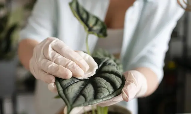 Manos enguantadas limpian suavemente las hojas de una planta de interior, mostrando cómo limpiar las hojas de las plantas para un crecimiento saludable.