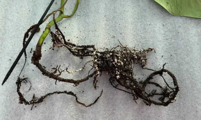 Raíces de planta con aspecto de raices podridas, oscuras y quebradizas, con restos de sustrato blanco.
