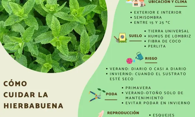 Guía visual para el cuidado de la hierbabuena: ubicación, suelo, riego, poda y reproducción.