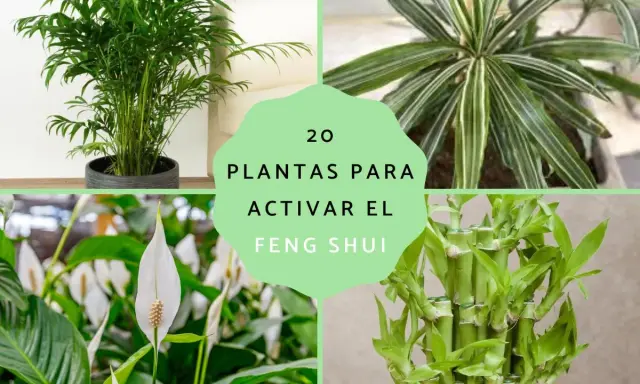 Palmera de salón, drácena, lirio de la paz y bambú de la suerte: 20 plantas para activar el feng shui y atraer energía positiva.