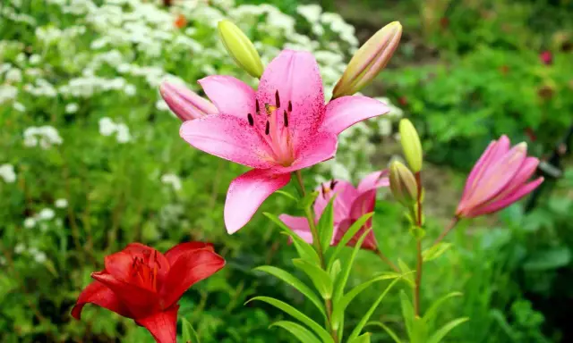 Un vibrante jardín con una flor lirio rosa en primer plano, salpicada de puntos oscuros. A su lado, un lirio rojo y capullos verdes.