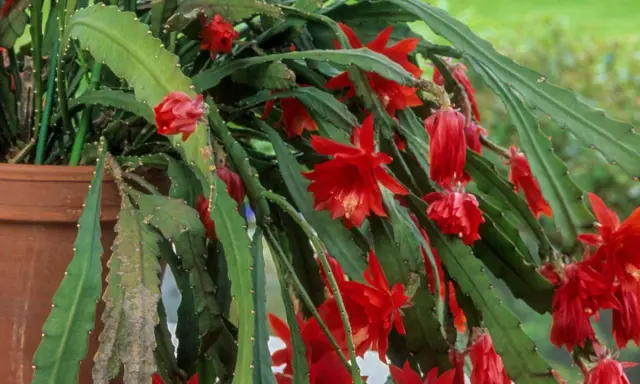 Planta de pluma de Santa Teresa en maceta, con flores rojas vibrantes. Cuidados para su exuberante crecimiento.