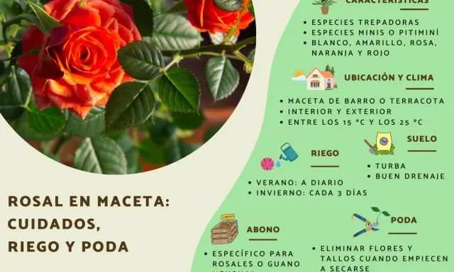 Guía visual sobre como cuidar una rosa en maceta: riego, abono y poda. Incluye consejos sobre ubicación y suelo.