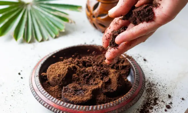 Mano esparciendo posos de café para plantas en un cuenco. Un abanico de hoja verde y un recipiente de madera en el fondo.