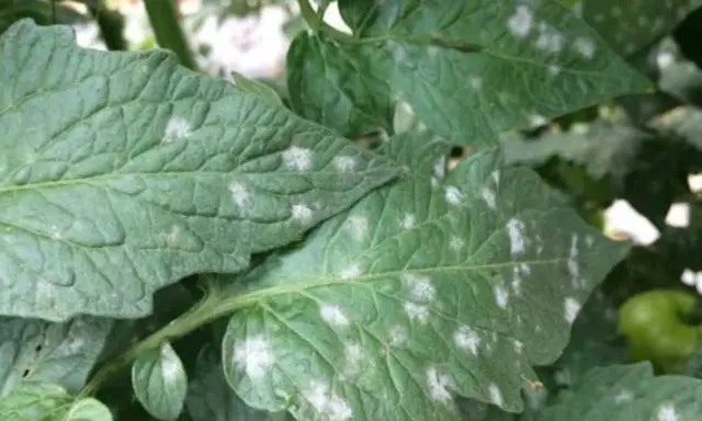 Hojas de tomate con manchas blancas, indicando posible mildiú polvoriento.