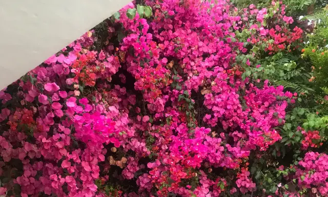 Un muro cubierto de flores vibrantes, un espectáculo cuando florece la buganvilla, con tonos rosados y fucsias intensos.