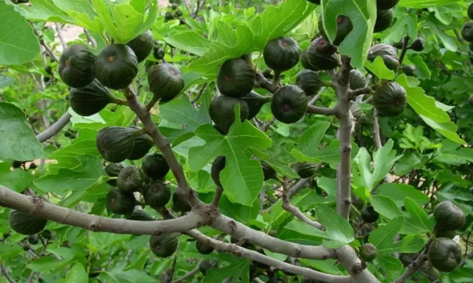 Higuera cargada de frutos verdes, algunos bajo el sol, otros en la sombra. Las hojas grandes y lobuladas protegen los higos.