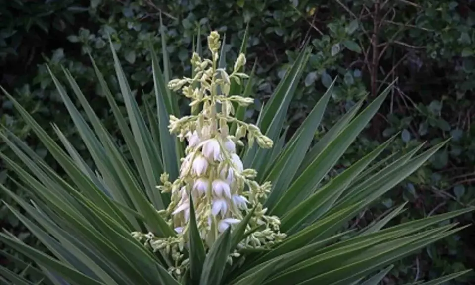 Planta yuca con racimo de flores blancas y hojas verdes puntiagudas.