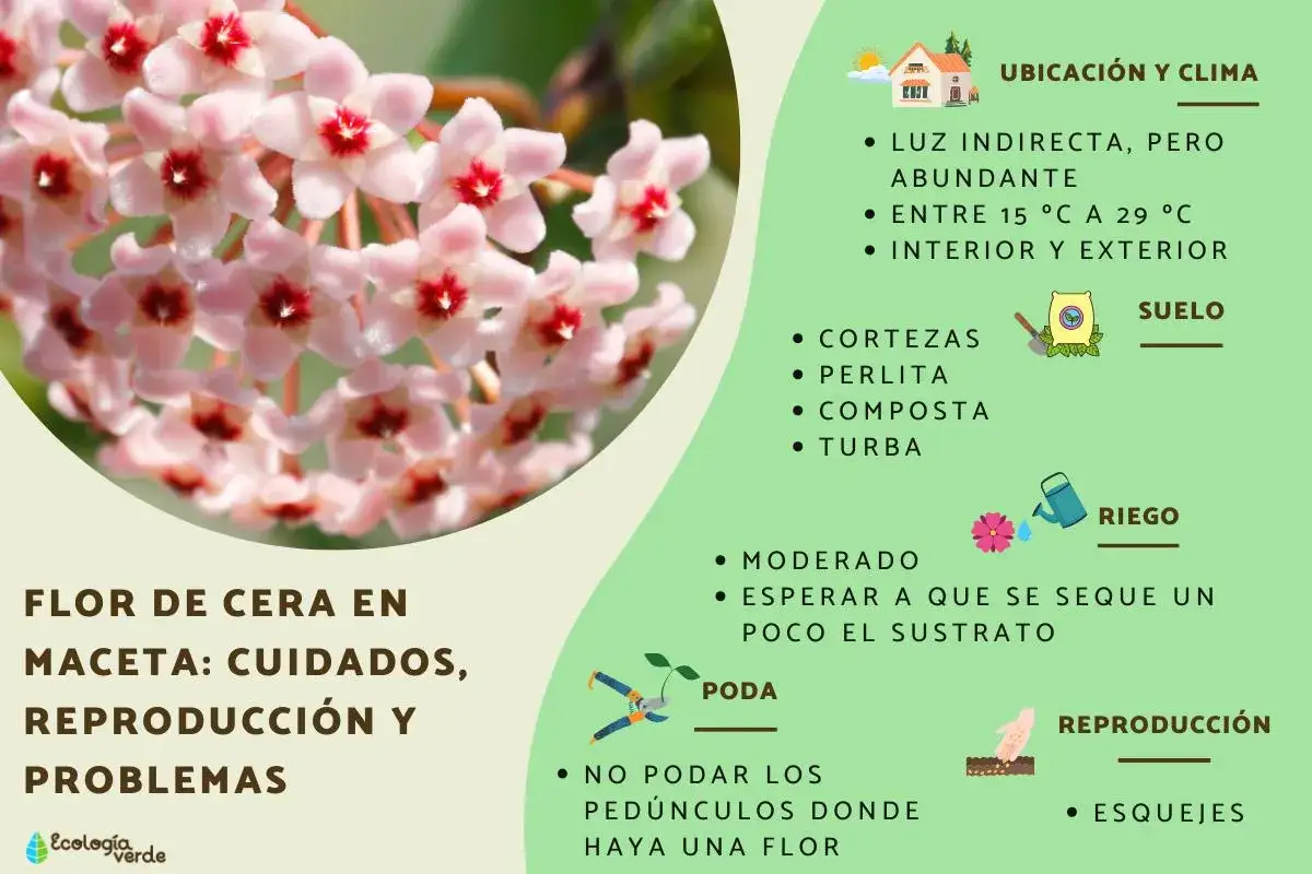 Racimo de flores de hoya carnosa, con consejos de cuidado, riego y reproducción.