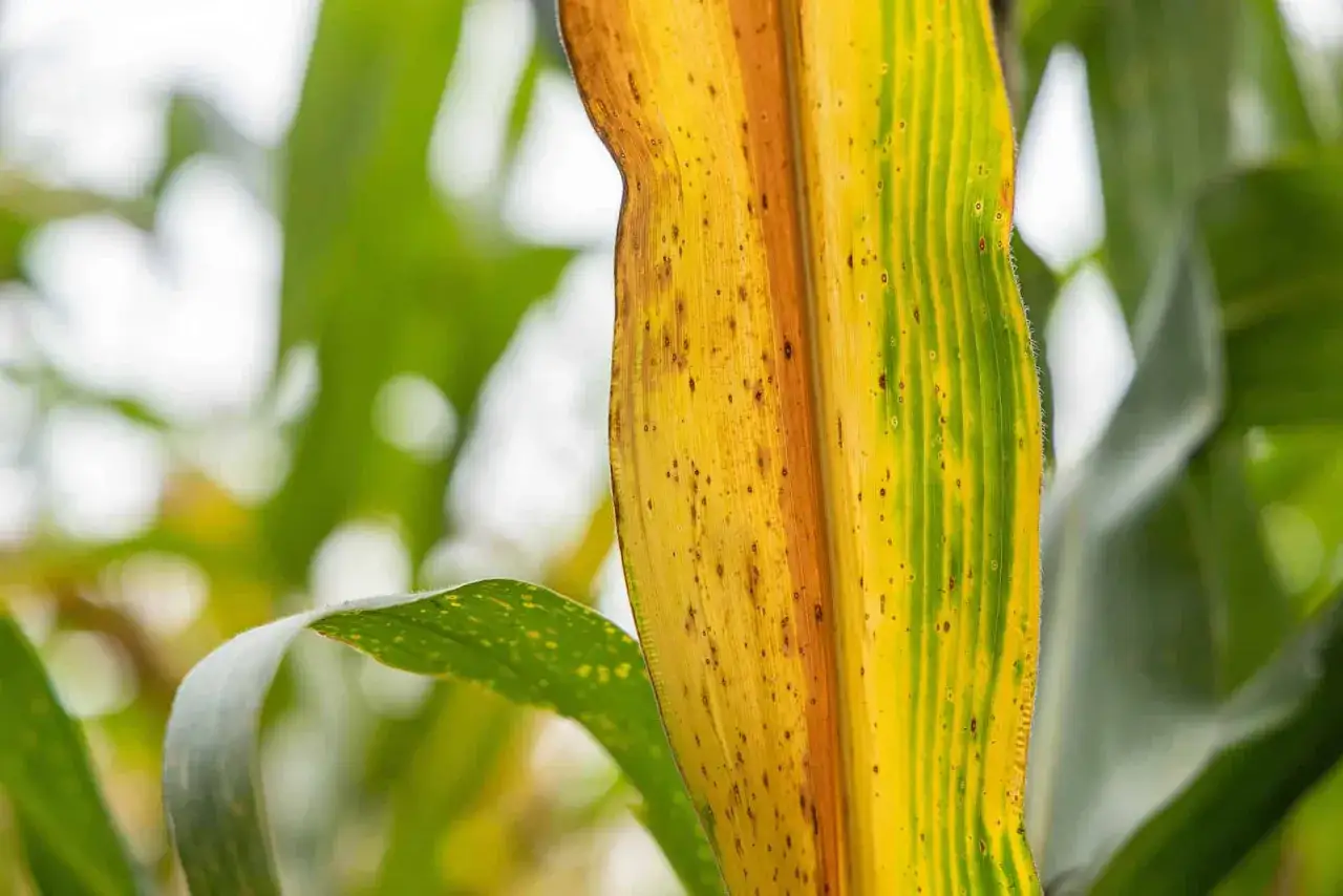 Hoja de maíz con manchas marrones y amarillas, indicativo de exceso de agua en las plantas.