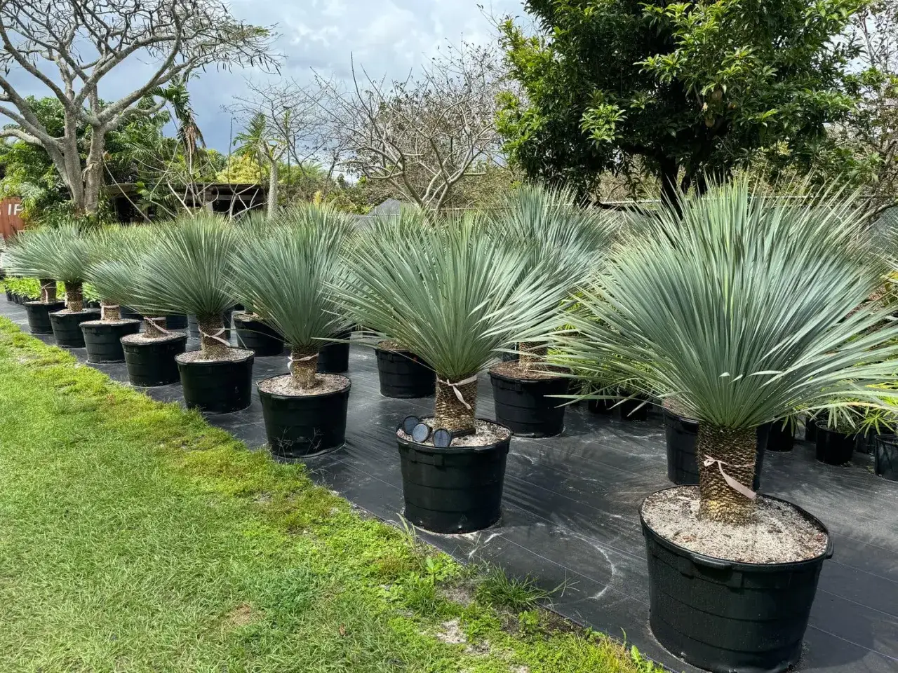 Fila de plantas yuca con hojas azuladas, dispuestas en macetas negras sobre tela antihierbas.