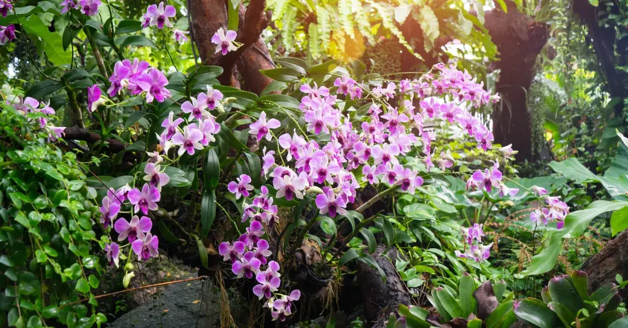 Cascada de orquídeas de exterior, con flores moradas y blancas, colgando de un tronco cubierto de vegetación exuberante.