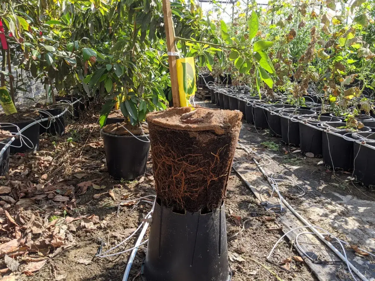 Plantar aguacate: un &aacute;rbol joven con ra&iacute;ces expuestas, listo para ser trasplantado en un vivero.