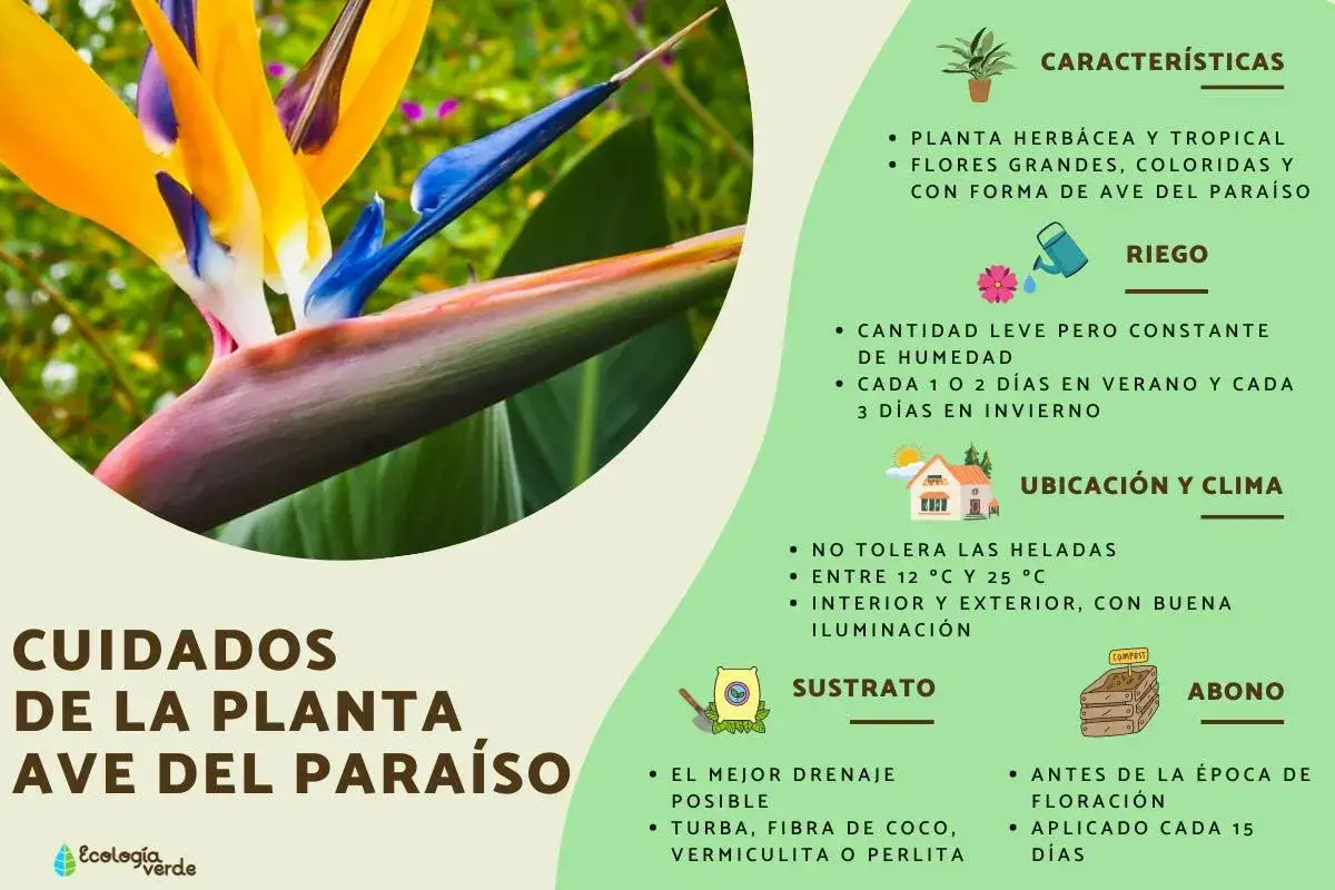 Cuidados de la planta ave del paraíso: riego constante, ubicación soleada, sustrato drenante y abono.