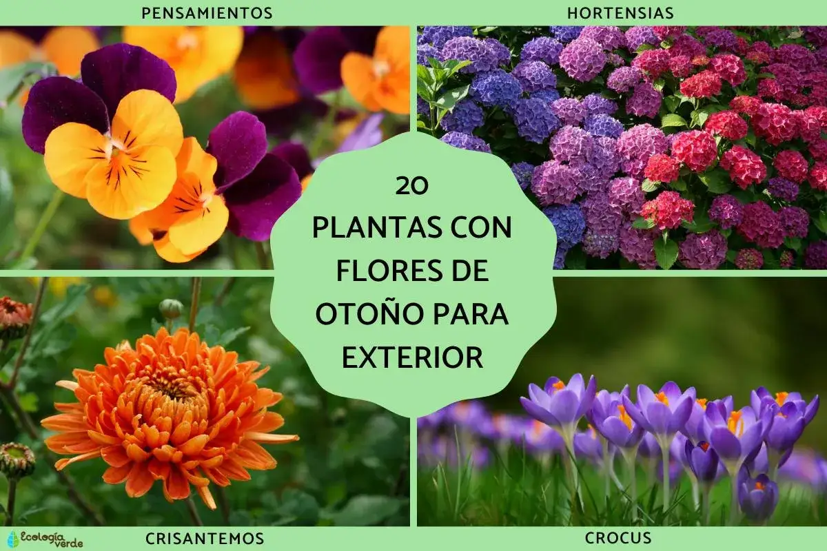 Pensamientos, hortensias, crisantemos y crocus: bellas plantas de otoño para tu jardín.