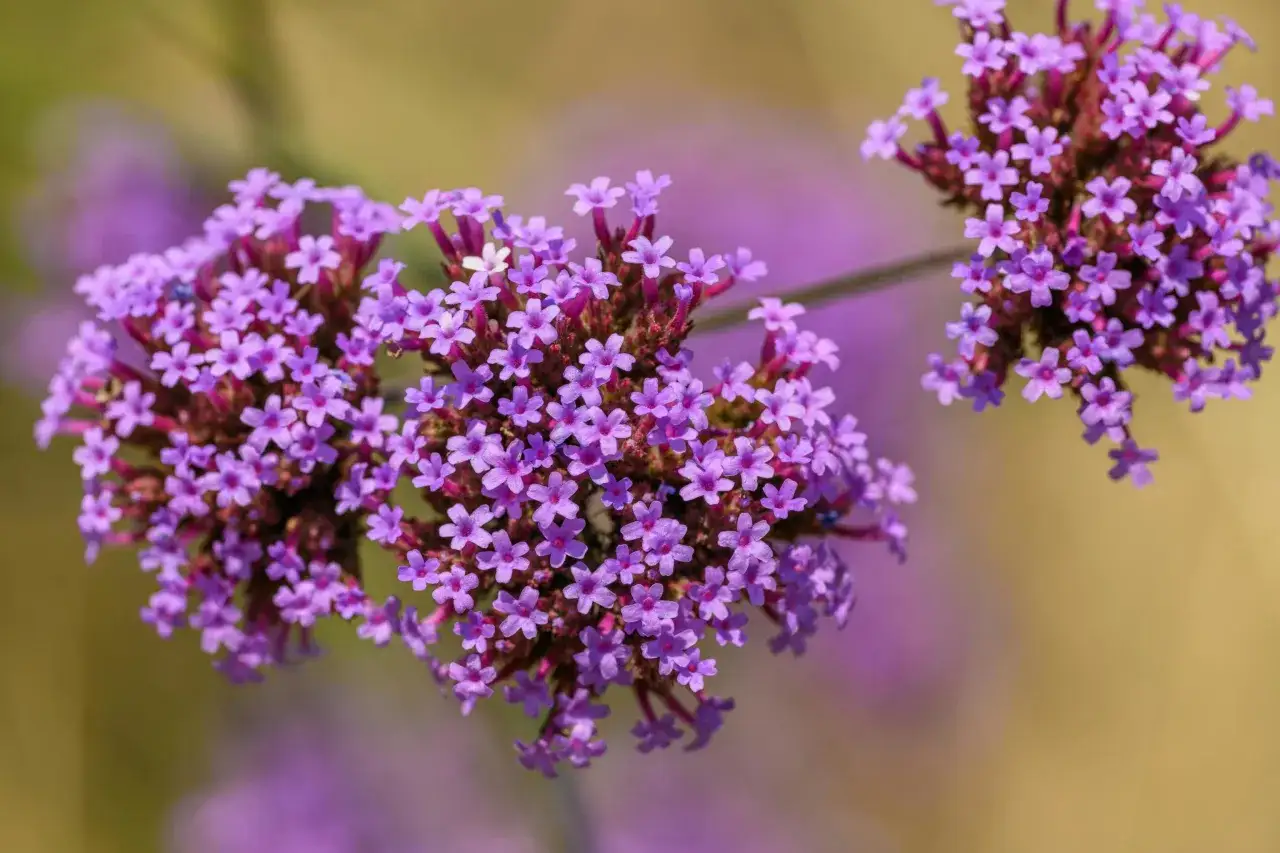 Racimos de flores moradas vibrantes, un ejemplo de plantas perennes que alegran el jardín año tras año.