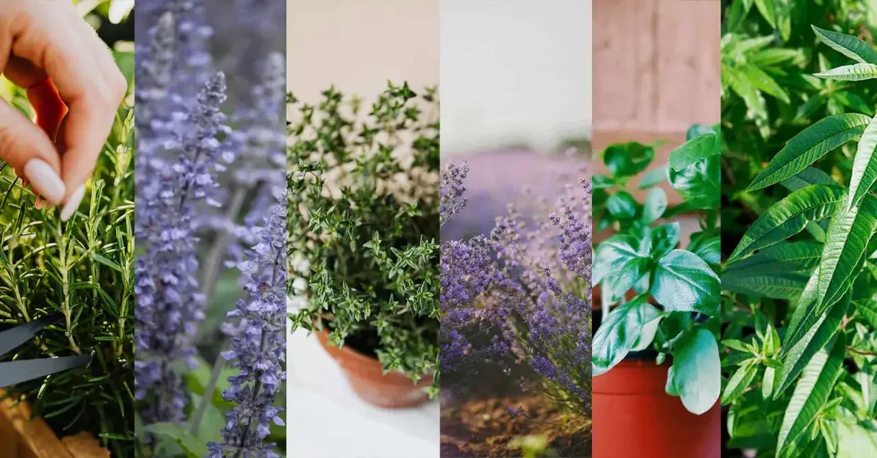Colage de cinco im&aacute;genes: mano cosechando romero, espigas de lavanda, tomillo en maceta, campo de lavanda y albahaca. Cada planta arom&aacute;tica desprende su fragancia.
