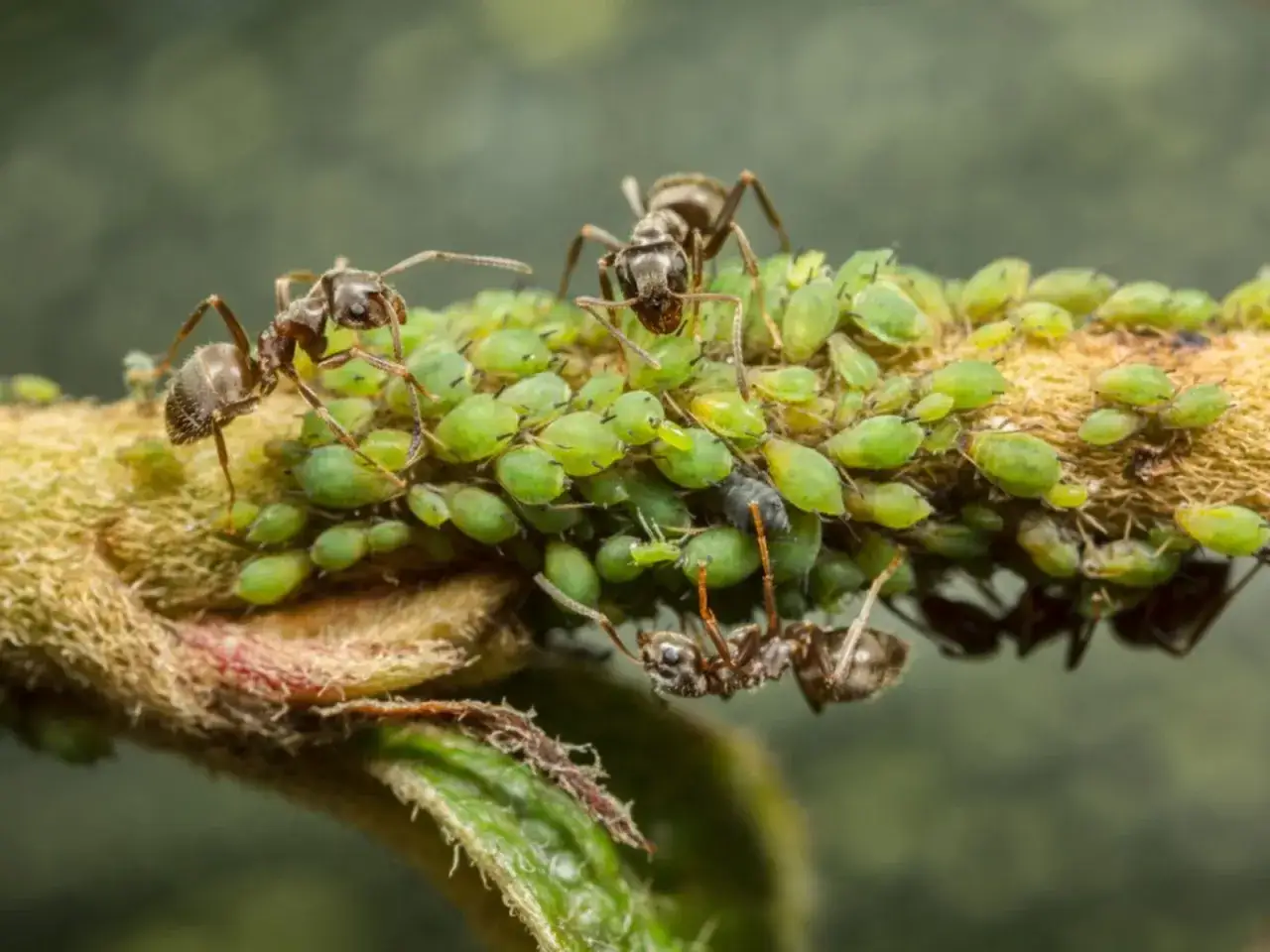 Hormigas cuidan pulgones en un tallo, buscando un remedio para plantas pegajosas.