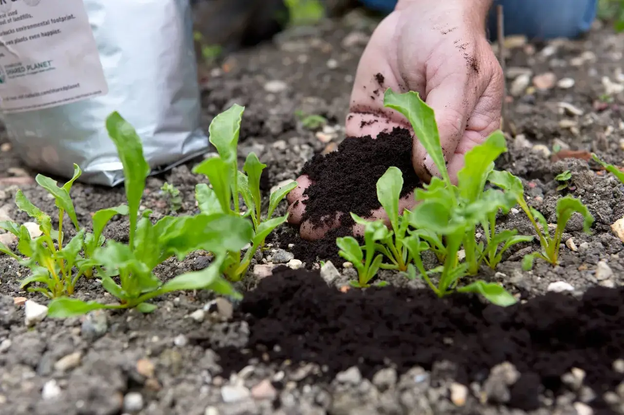 Mano esparciendo posos de café para plantas jóvenes. Un saco de abono está al fondo.