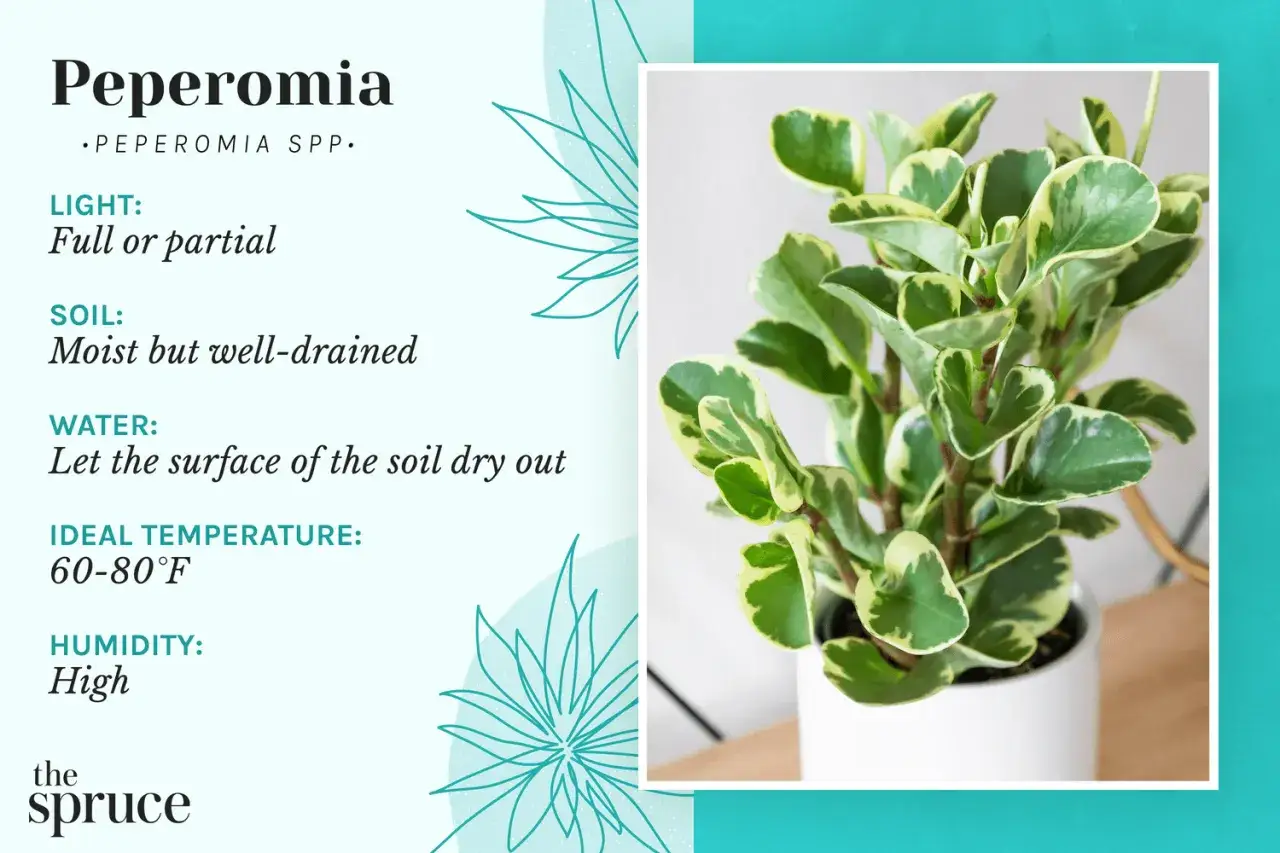 Planta de Peperomia en maceta blanca, con consejos de peperomia cuidados: luz, tierra, agua, temperatura y humedad.