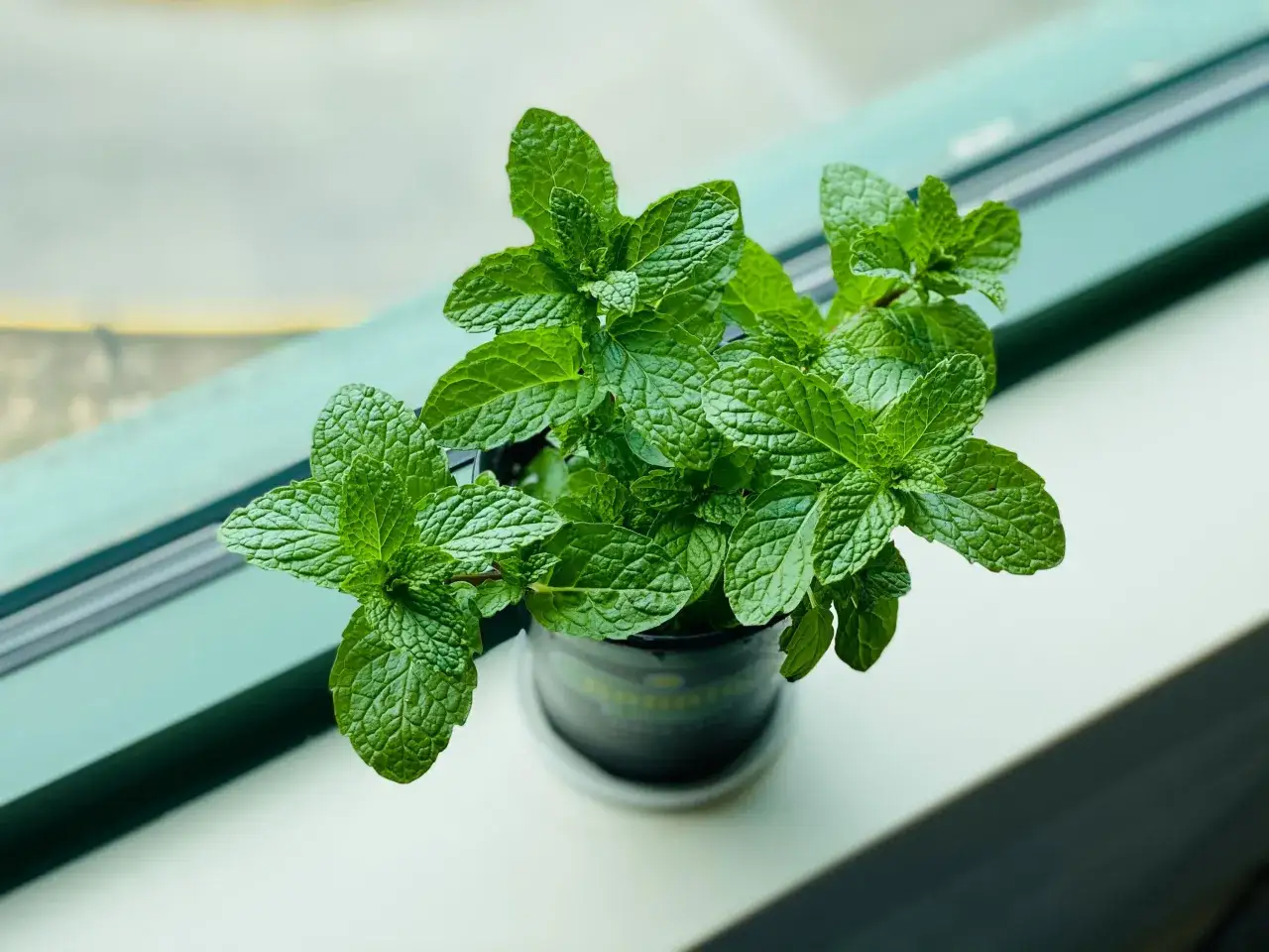 Planta de hierbabuena en maceta, lista para su cuidado y crecimiento.
