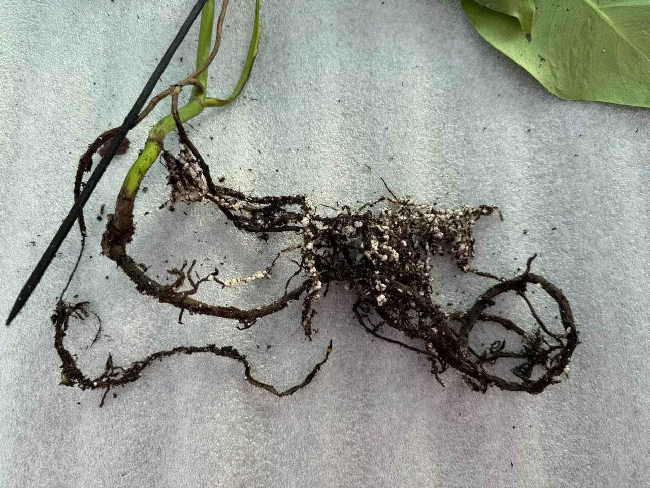 Raíces de planta con aspecto enfermizo, oscuras y con signos de podredumbre, cubiertas de tierra y pequeños gránulos blancos.