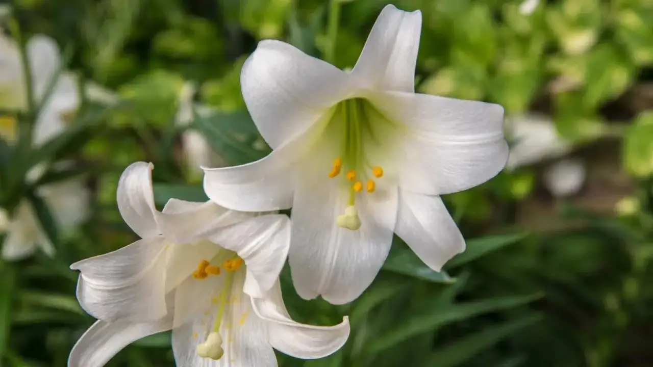 Dos azucenas blancas florecen, sus pétalos delicados y estambres amarillos resaltan contra el follaje verde.