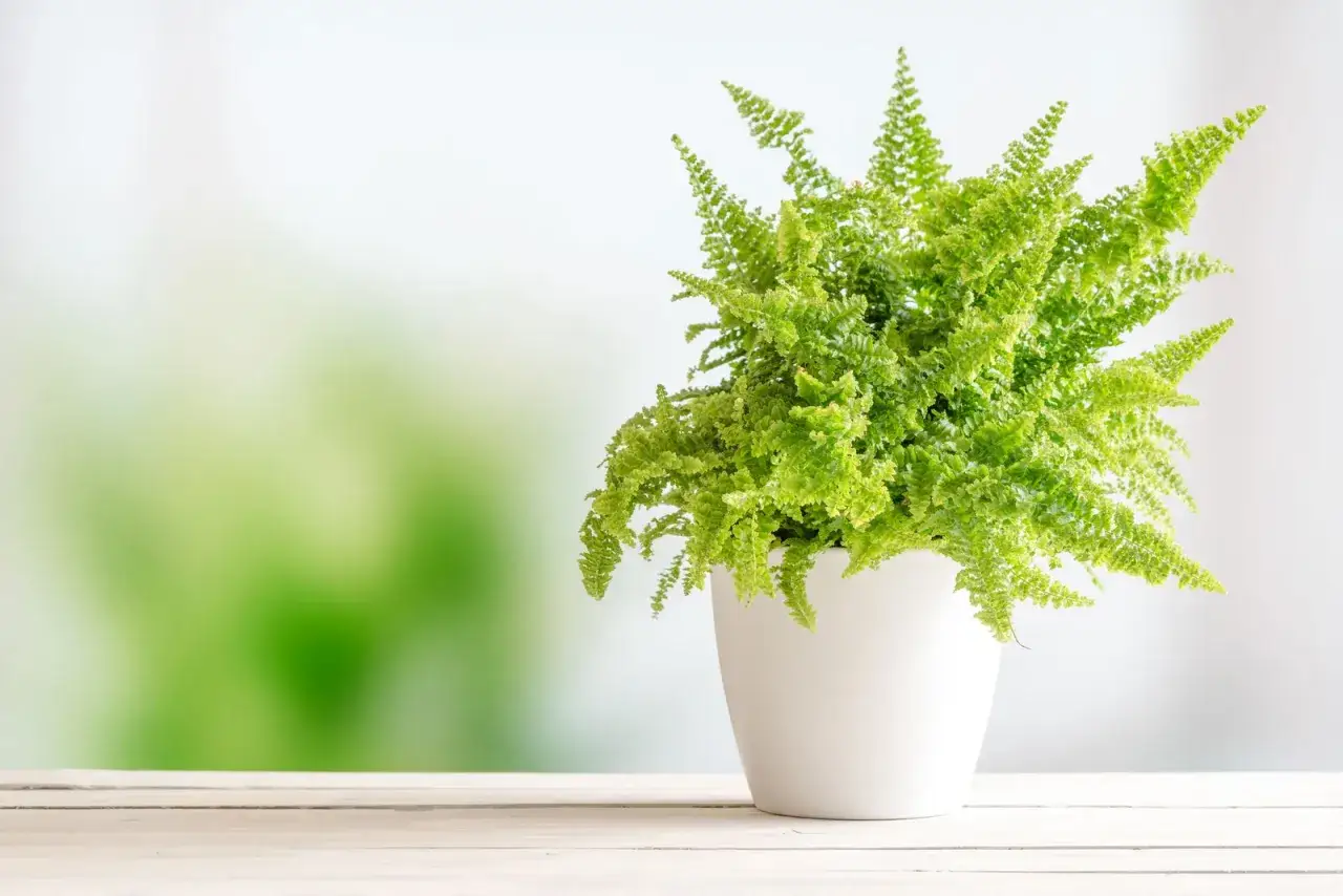 Helechos cuidados: planta frondosa y verde en maceta blanca sobre mesa de madera. Fondo desenfocado con tonos verdes y blancos.